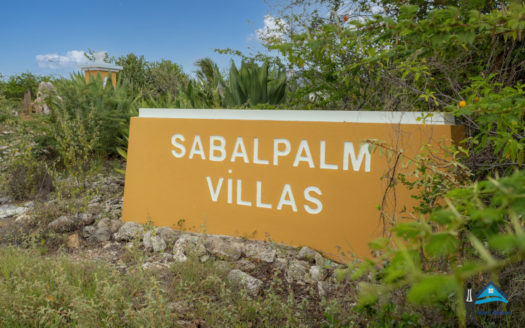 Sabal Palm 65
